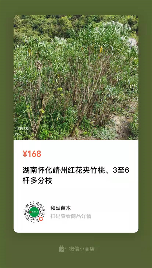 多枝6公分夾竹桃，高4米