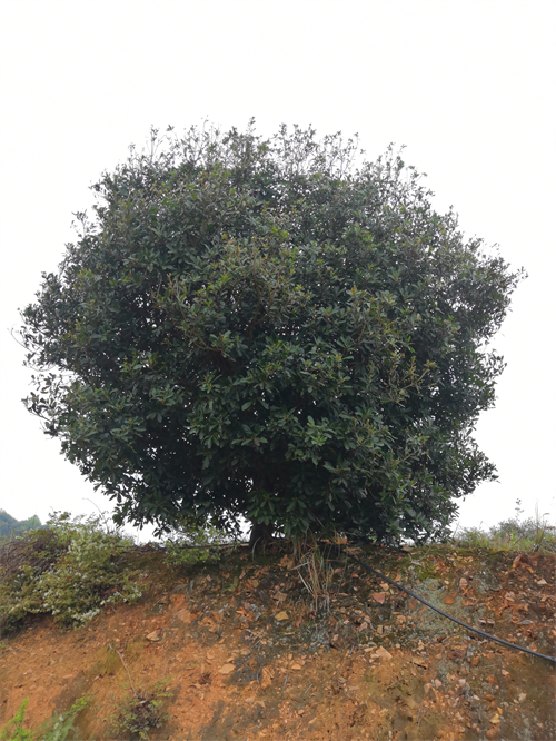 4米冠幅斷根楊梅基地，裝車(chē)場(chǎng)景