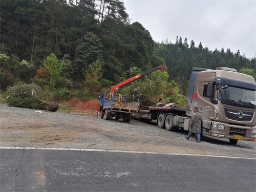 4米冠幅斷根楊梅基地，裝車(chē)場(chǎng)景