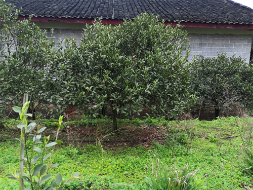 金錢桔樹(shù)