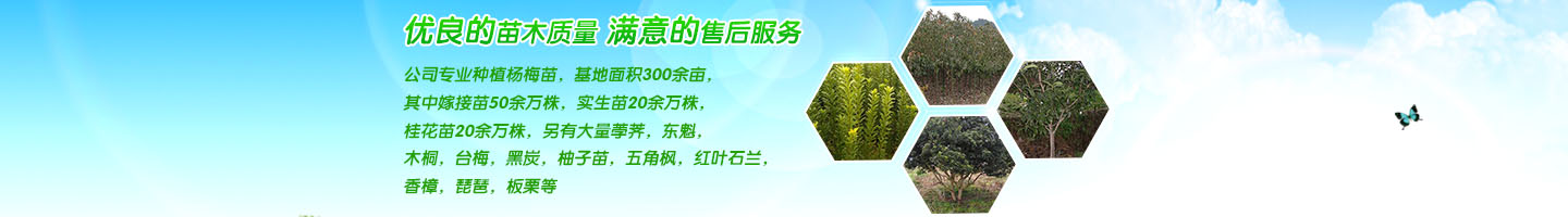 靖州和盈苗木有限公司  3456789公分楊梅樹(shù)、嫁接楊梅苗；板栗樹(shù)、柚子樹(shù)、枇杷樹(shù)、金秋梨樹(shù)苗、黑老虎、臍橙、柑橘樹(shù)苗、桃樹(shù)、五角楓、紅楓、大櫻桃樹(shù)
