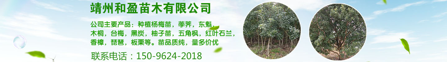 靖州和盈苗木有限公司  3456789公分楊梅樹(shù)、嫁接楊梅苗；板栗樹(shù)、柚子樹(shù)、枇杷樹(shù)、金秋梨樹(shù)苗、黑老虎、臍橙、柑橘樹(shù)苗、桃樹(shù)、五角楓、紅楓、大櫻桃樹(shù)