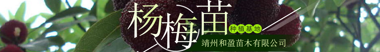 靖州和盈苗木有限公司  3456789公分楊梅樹(shù)、嫁接楊梅苗；板栗樹(shù)、柚子樹(shù)、枇杷樹(shù)、金秋梨樹(shù)苗、黑老虎、臍橙、柑橘樹(shù)苗、桃樹(shù)、五角楓、紅楓、大櫻桃樹(shù)