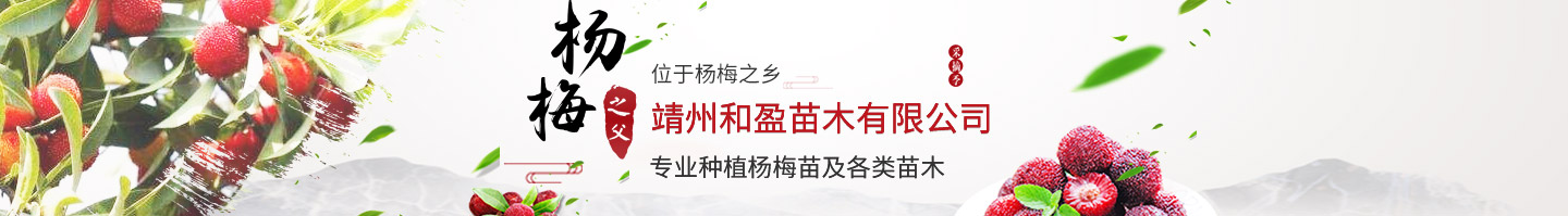 靖州和盈苗木有限公司-靖州縣斷根及移栽楊梅樹苗、桂花樹、柚子樹（黃金貢柚、紅心柚、沙田柚）、黃桃樹、大五星枇杷樹、美國紅楓、紅葉石楠、