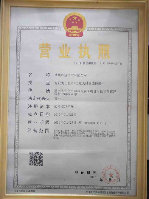 靖州和盈苗木有限公司-靖州縣斷根及移栽楊梅樹苗、桂花樹、柚子樹（黃金貢柚、紅心柚、沙田柚）、黃桃樹、大五星枇杷樹、美國紅楓、紅葉石楠