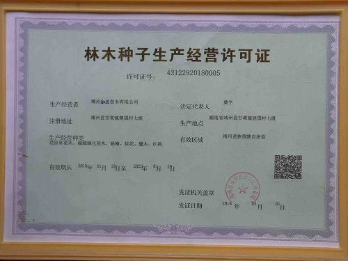 靖州和盈苗木有限公司-靖州縣斷根及移栽楊梅樹苗、桂花樹、柚子樹（黃金貢柚、紅心柚、沙田柚）、黃桃樹、大五星枇杷樹、美國紅楓、紅葉石楠