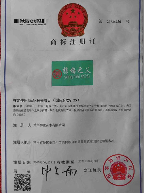 靖州和盈苗木有限公司-靖州縣斷根及移栽楊梅樹苗、桂花樹、柚子樹（黃金貢柚、紅心柚、沙田柚）、黃桃樹、大五星枇杷樹、美國紅楓、紅葉石楠