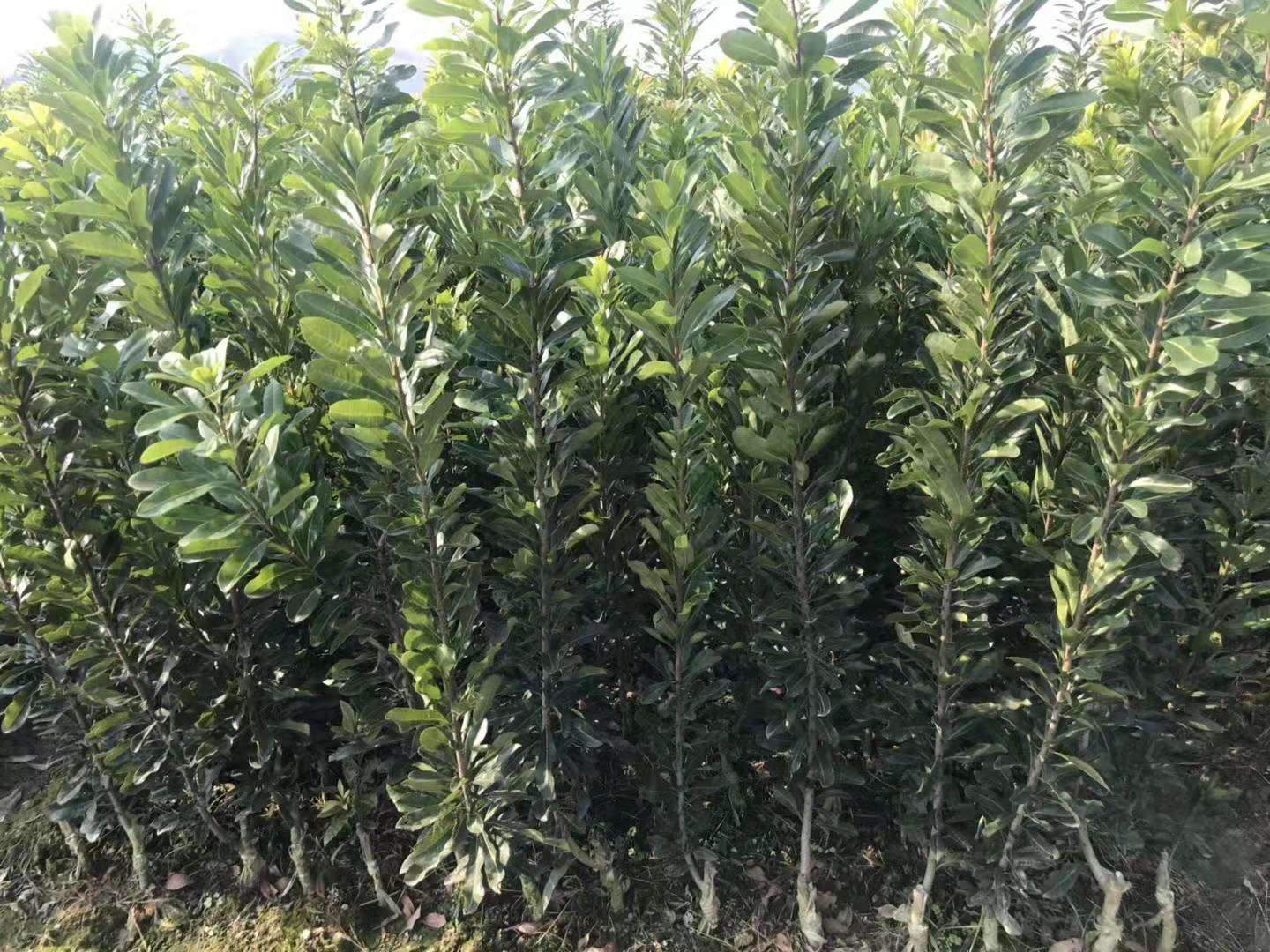 靖州和盈苗木有限公司-靖州縣斷根及移栽楊梅樹苗、桂花樹、柚子樹（黃金貢柚、紅心柚、沙田柚）、黃桃樹、大五星枇杷樹、美國紅楓、紅葉石楠