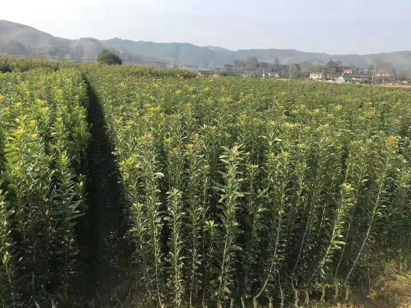 靖州和盈苗木有限公司-靖州縣斷根及移栽楊梅樹苗、桂花樹、柚子樹（黃金貢柚、紅心柚、沙田柚）、黃桃樹、大五星枇杷樹、美國紅楓、紅葉石楠