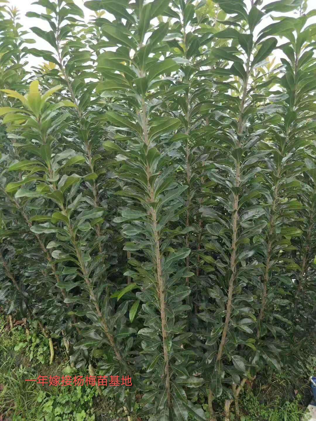 靖州和盈苗木有限公司-靖州縣斷根及移栽楊梅樹苗、桂花樹、柚子樹（黃金貢柚、紅心柚、沙田柚）、黃桃樹、大五星枇杷樹、美國紅楓、紅葉石楠