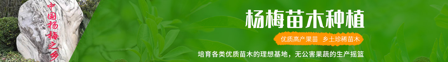 靖州和盈苗木有限公司-靖州縣斷根及移栽楊梅樹苗、桂花樹、柚子樹（黃金貢柚、紅心柚、沙田柚）、黃桃樹、大五星枇杷樹、美國紅楓、紅葉石楠、