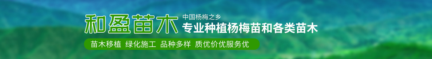 靖州和盈苗木有限公司-靖州縣斷根及移栽楊梅樹苗、桂花樹、柚子樹（黃金貢柚、紅心柚、沙田柚）、黃桃樹、大五星枇杷樹、美國紅楓、紅葉石楠、