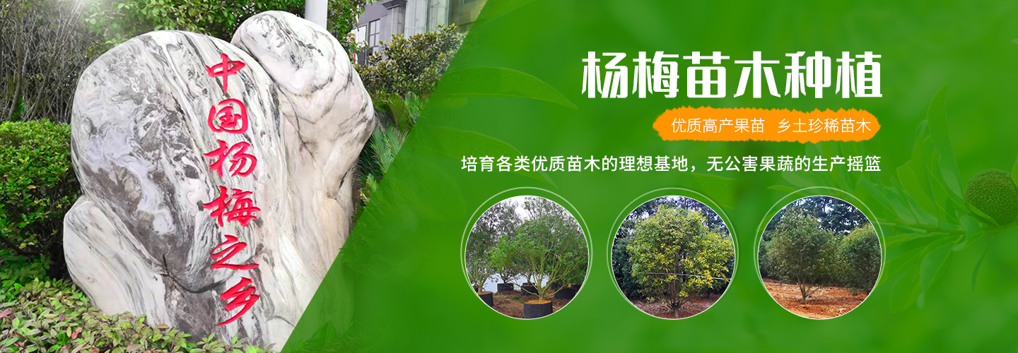 靖州和盈苗木有限公司-靖州縣斷根及移栽楊梅樹(shù)苗、桂花樹(shù)、柚子樹(shù)（黃金貢柚、紅心柚、沙田柚）、黃桃樹(shù)、大五星枇杷樹(shù)、美國(guó)紅楓、紅葉石楠、