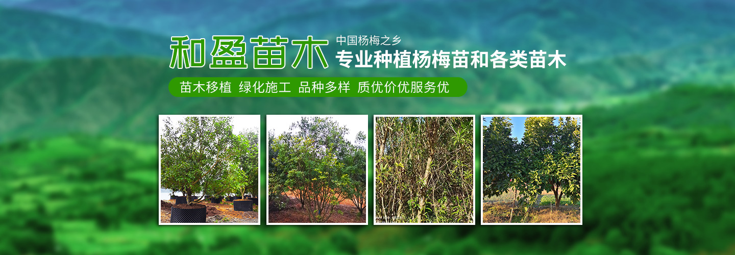 靖州和盈苗木有限公司-靖州縣斷根及移栽楊梅樹(shù)苗、桂花樹(shù)、柚子樹(shù)（黃金貢柚、紅心柚、沙田柚）、黃桃樹(shù)、大五星枇杷樹(shù)、美國(guó)紅楓、紅葉石楠、