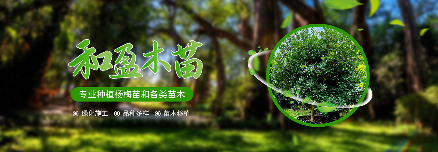 靖州和盈苗木有限公司-靖州縣斷根及移栽楊梅樹(shù)苗、桂花樹(shù)、柚子樹(shù)（黃金貢柚、紅心柚、沙田柚）、黃桃樹(shù)、大五星枇杷樹(shù)、美國(guó)紅楓、紅葉石楠、
