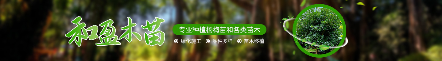 靖州和盈苗木有限公司-靖州縣斷根及移栽楊梅樹苗、桂花樹、柚子樹（黃金貢柚、紅心柚、沙田柚）、黃桃樹、大五星枇杷樹、美國紅楓、紅葉石楠、